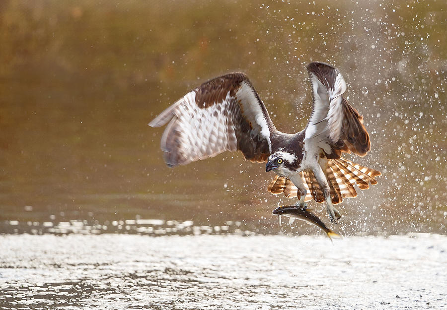 Bird Photograph - Osprey\s Pay Day by Eugene Zhu