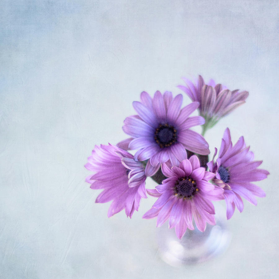 Osteospermum by Jill Ferry