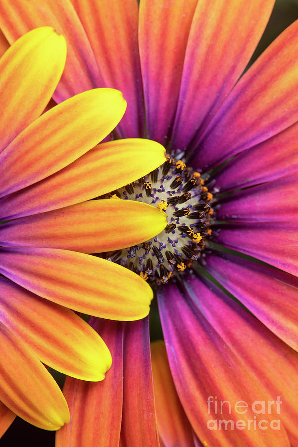 Osteospermum Purple Sun Flower Abstract Photograph by Tim Gainey
