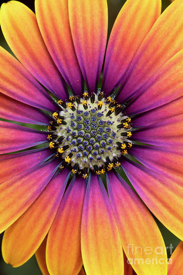 Osteospermum Purple Sun Flower Middle Photograph by Tim Gainey