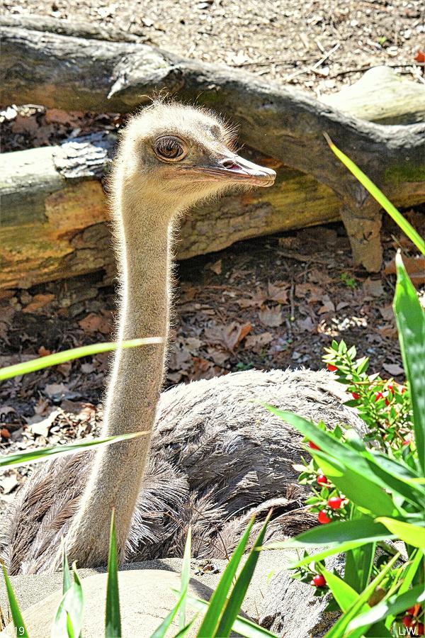 Wildlife Photograph - Ostrich 2 by Lisa Wooten