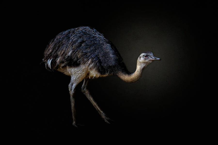 Wildlife Photograph - Ostrich by Alex Zhao