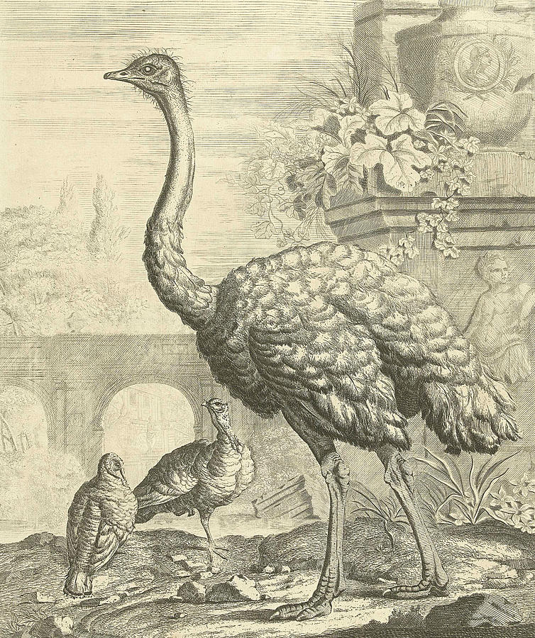 Ostrich and Turkeys in a Garden with Antique Ruins Relief by Pieter Casteels