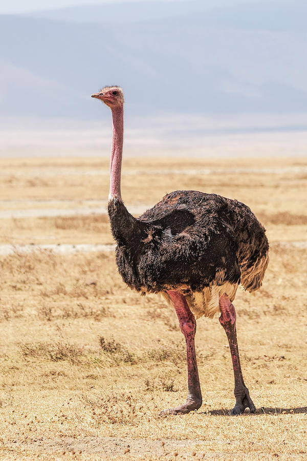 Ostrich Photograph by Betty Eich