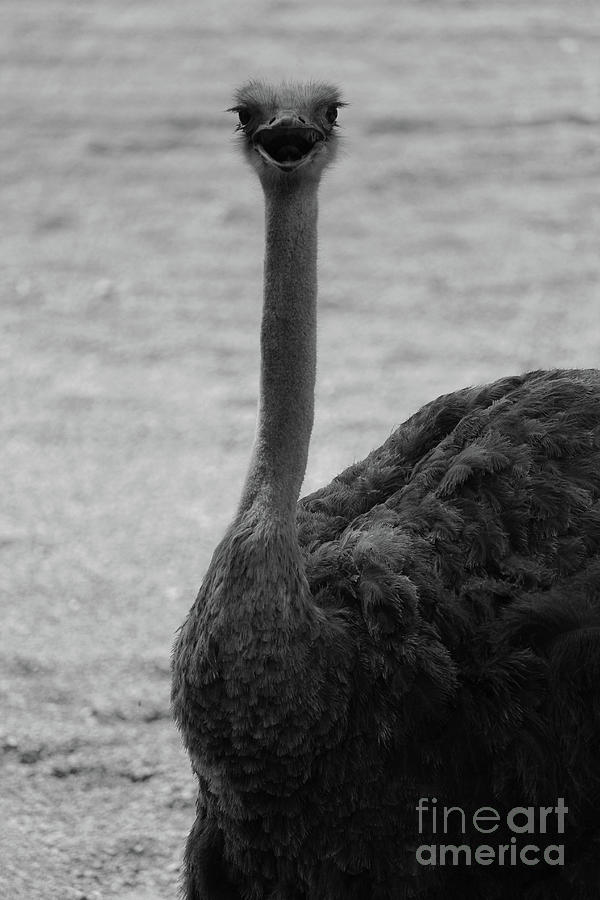 Ostrich Bw Valencia Photograph