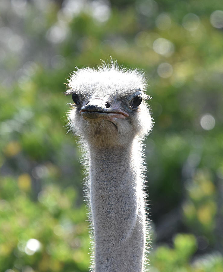 Ostrich Closeup Photograph by Ben Foster