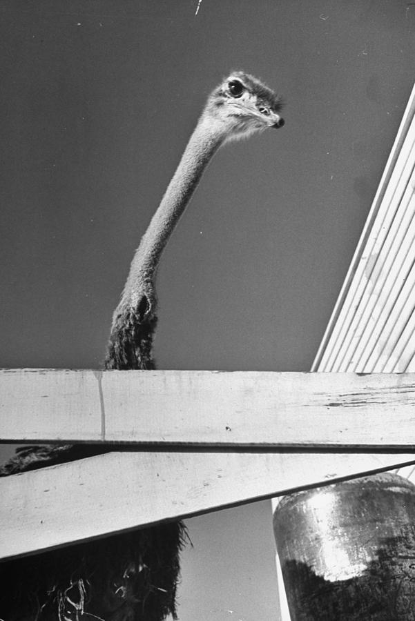 Animal Photograph - Ostrich by Cornell Capa