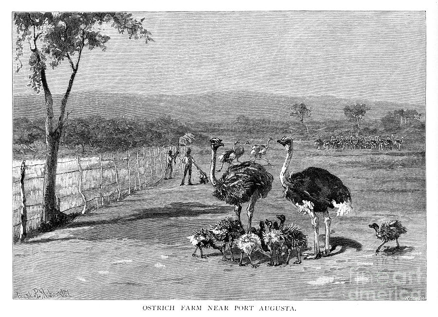 Ostrich Farm Near Port Augusta, South Drawing by Print Collector