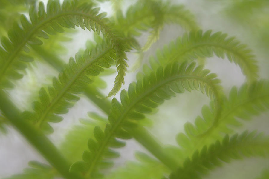 Ostrich Fern Frond Pattern Of Curves Photograph by Kathleen Clemons