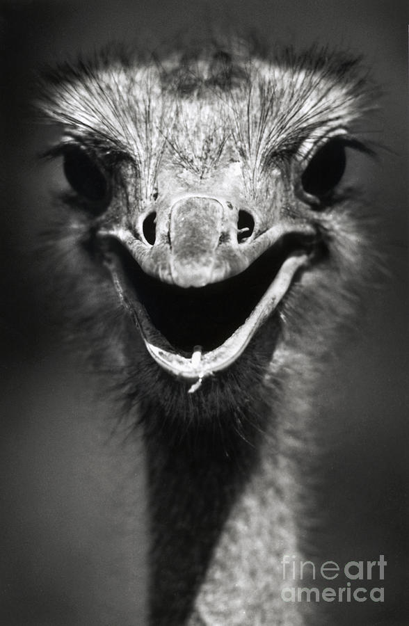 Ostrich Head Photograph by Bettmann