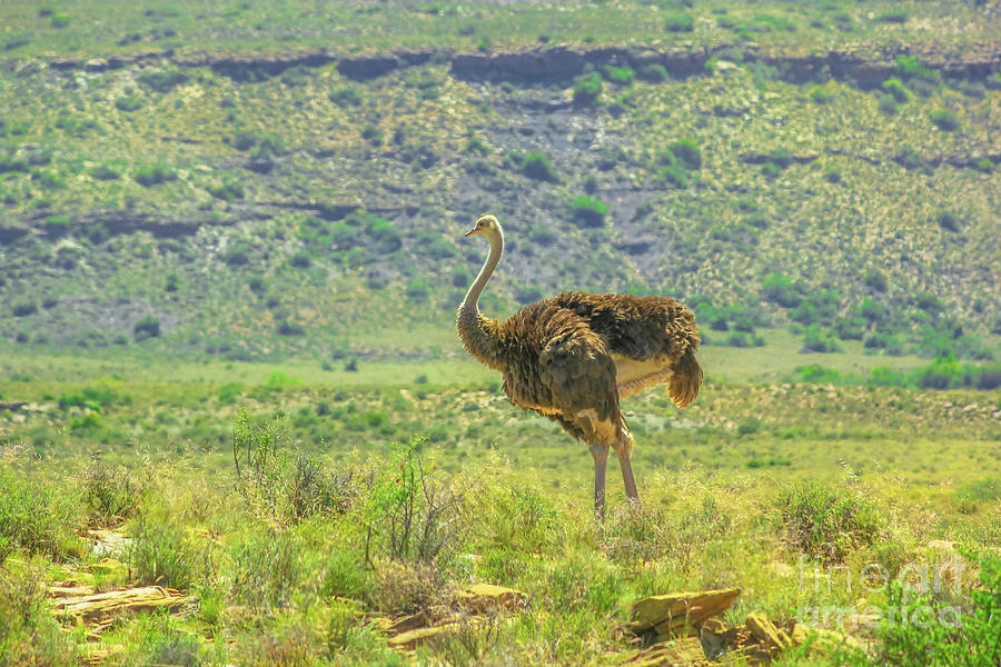 Ostrich in Karoo NP Photograph by Benny Marty - Fine Art America