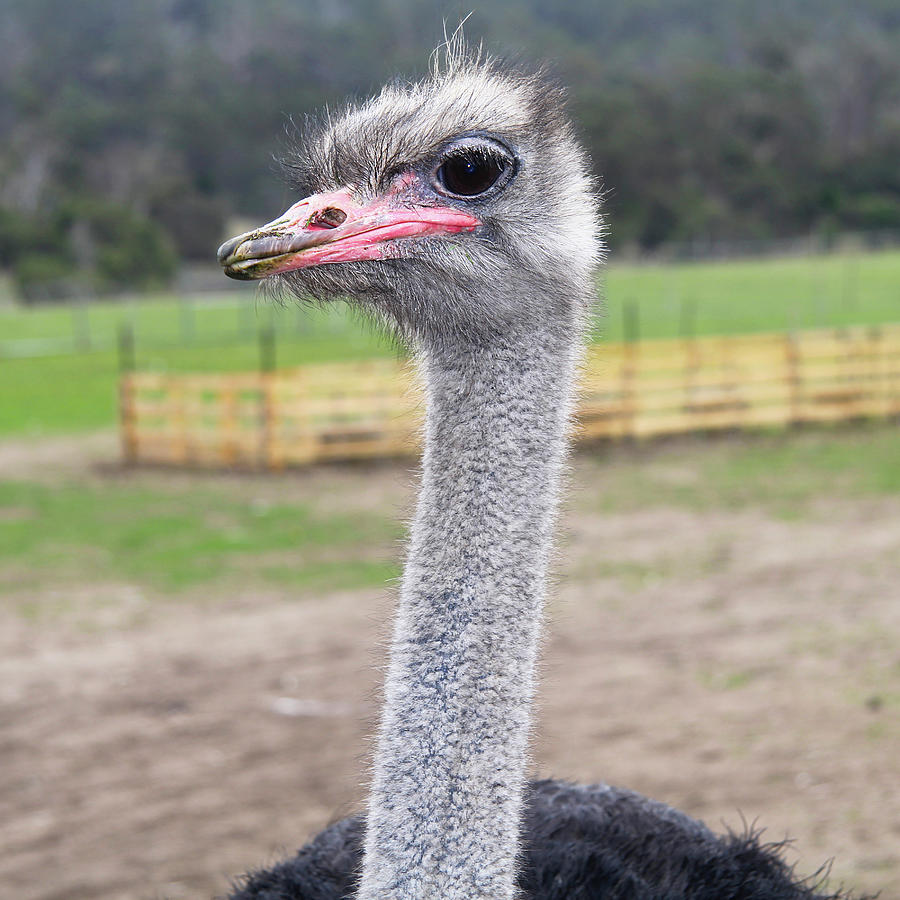Ostrich Photograph - Ostrich Look by Incredi