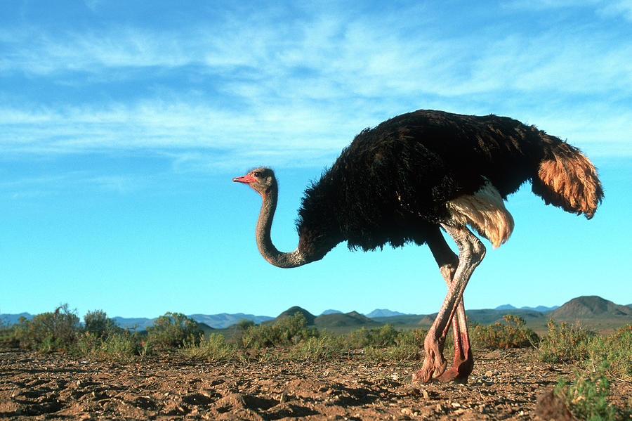 Ostrich Male Struthio Camelus Photograph by Nhpa