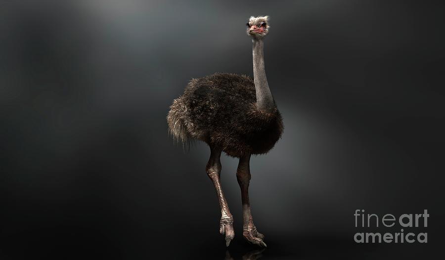 Ostrich Photograph by Science Photo Library