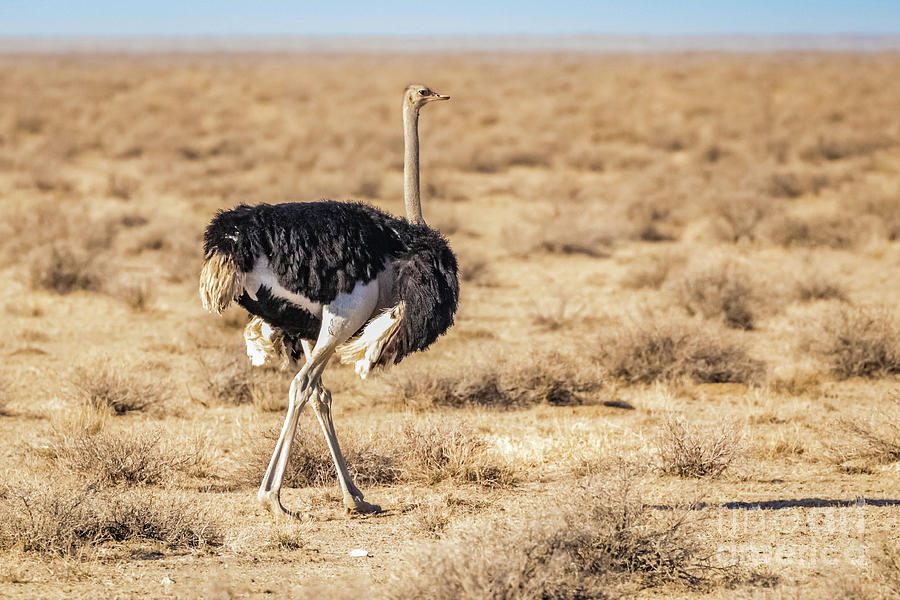 Ostrich, Namibia Photograph by Lyl Dil Creations