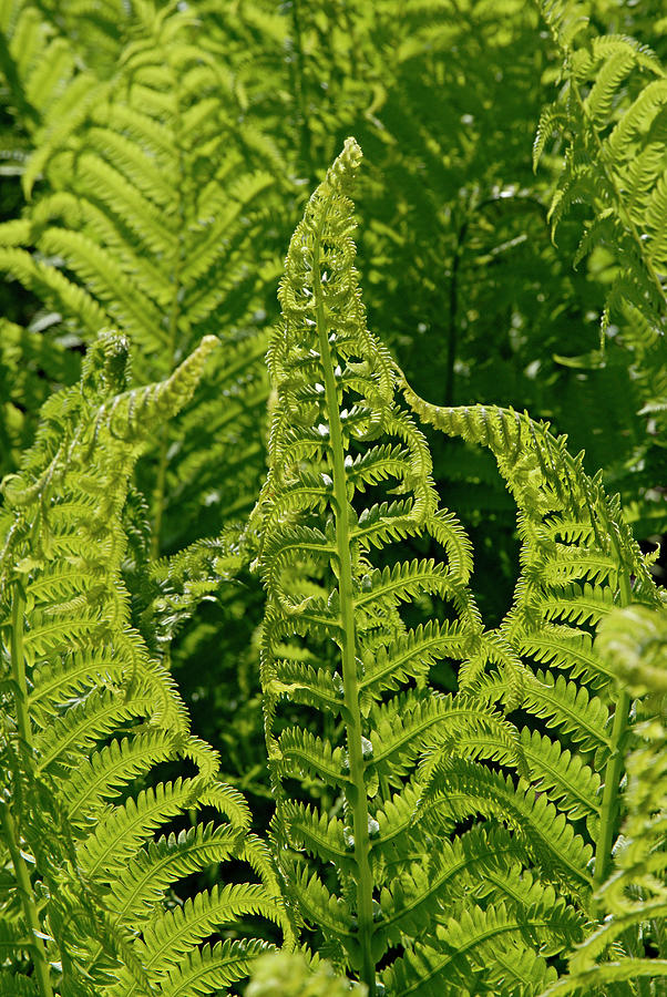 Ostrich Or Shuttlecock Fern, Matteuccia By S.j. Krasemann