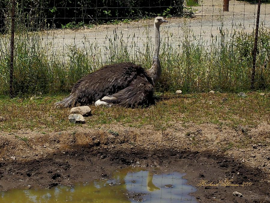 Ostrich Reflecting Photograph by Richard Thomas