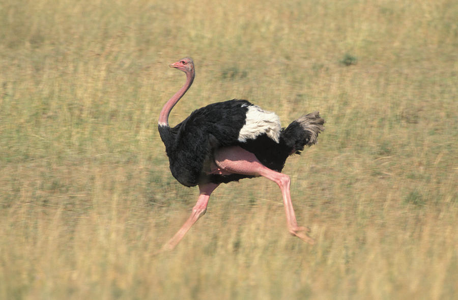 Ostrich Running Photograph by David Hosking