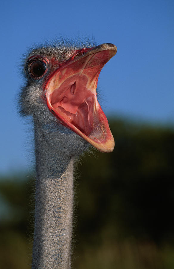 An optional hat with an aggressive ostrich.The Reading Phillies News  Photo - Getty Images