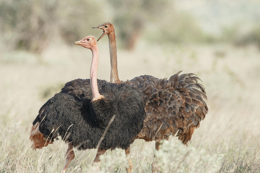 Ostrich, Struthio Camelus, Male & Photograph by Sarah Darnell