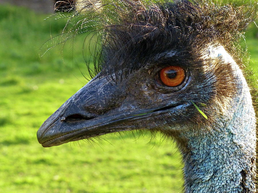 Emu Stylish Hairstyle  Photograph by Lyuba Filatova