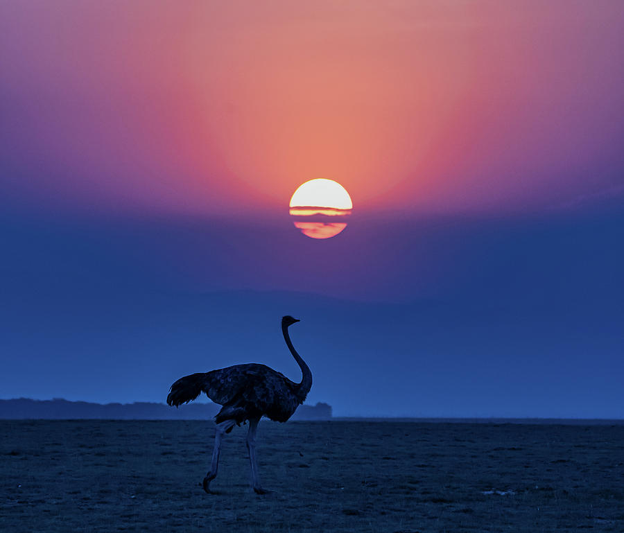 Ostrich under the sun Photograph by Roni Chastain