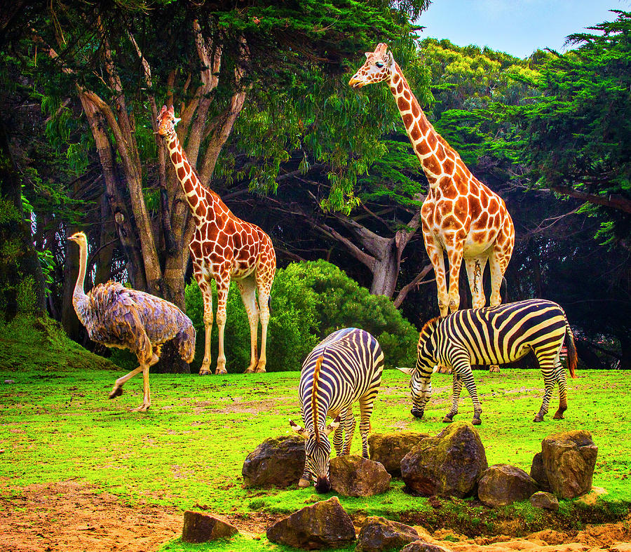 Ostrich Zebras And Giraffe Photograph by Garry Gay