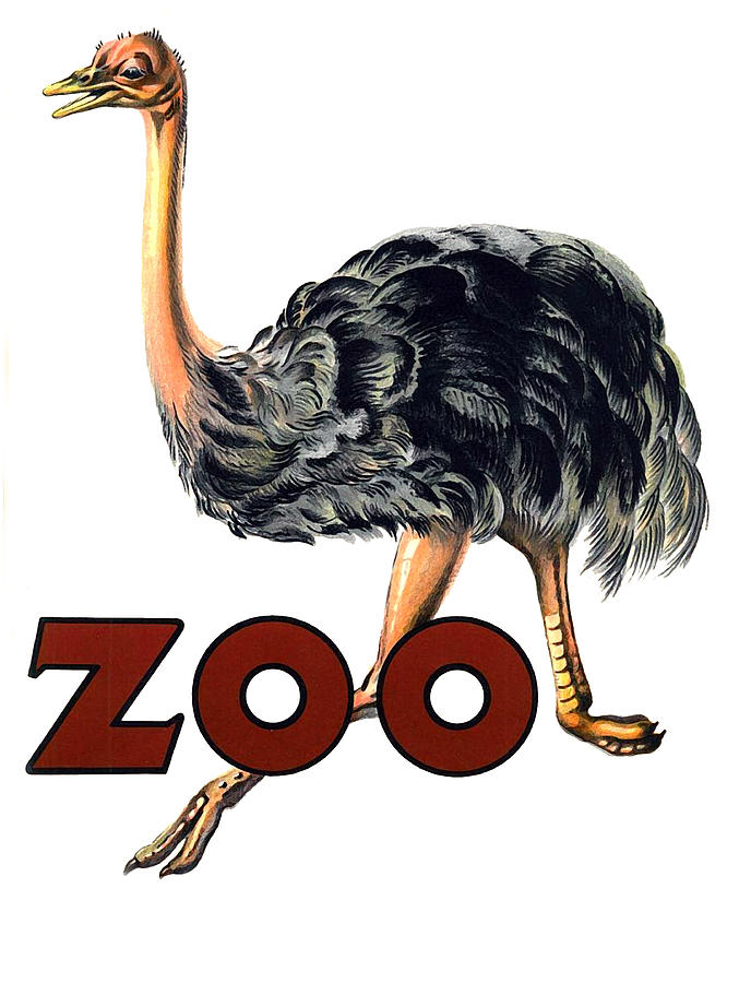 Ostrich Digital Art - Ostrich Zoo by Long Shot