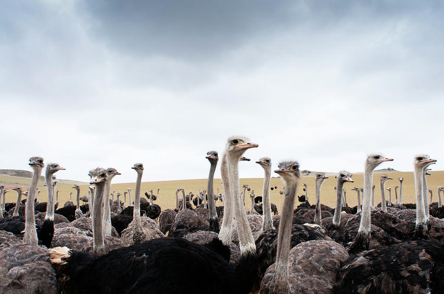Ostriches Photograph by Shaun