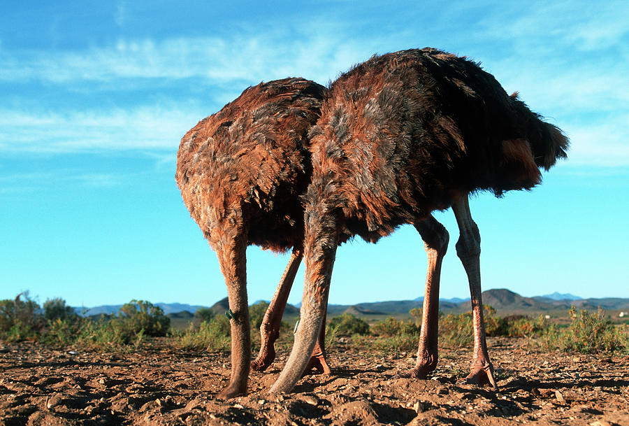 Ostriches Struthio Camelus Sticking Photograph by Nhpa