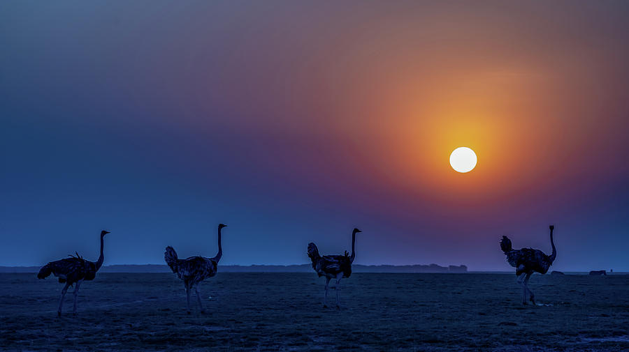 Ostriches under the sun Photograph by Roni Chastain