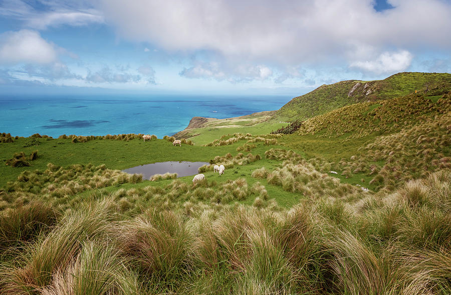 Otago Peninsula New Zealand Hike Photograph by Joan Carroll