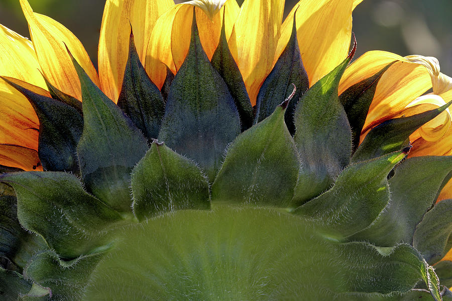 Other Side Of The Sunflower Photograph by Susan Candelario