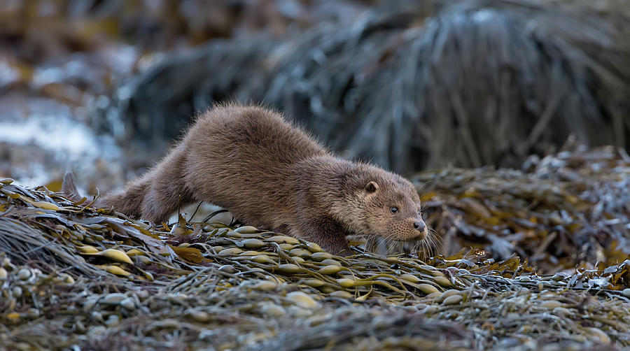 Otter Cub On The Prowl Photograph by Pete Walkden