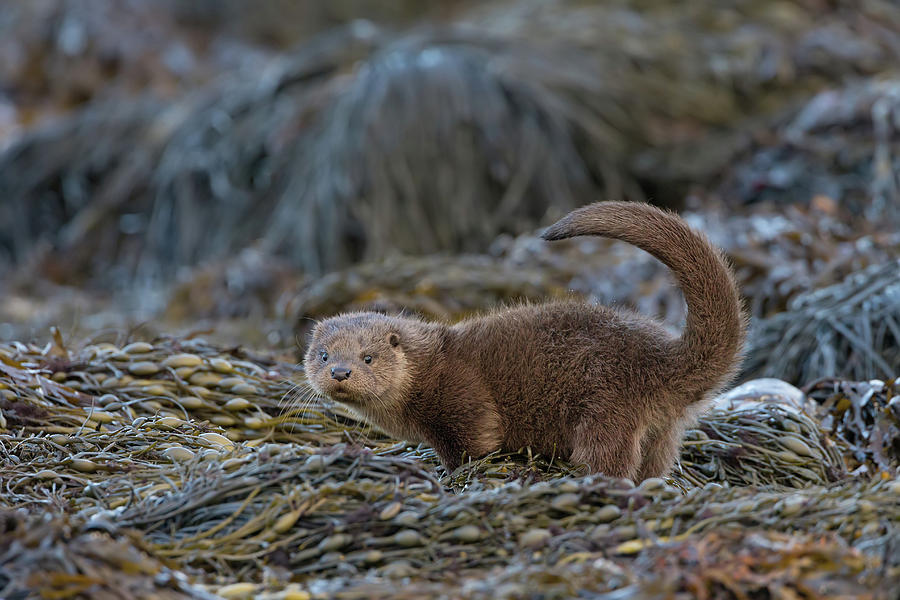 Otter Cub Tail Up Photograph by Pete Walkden