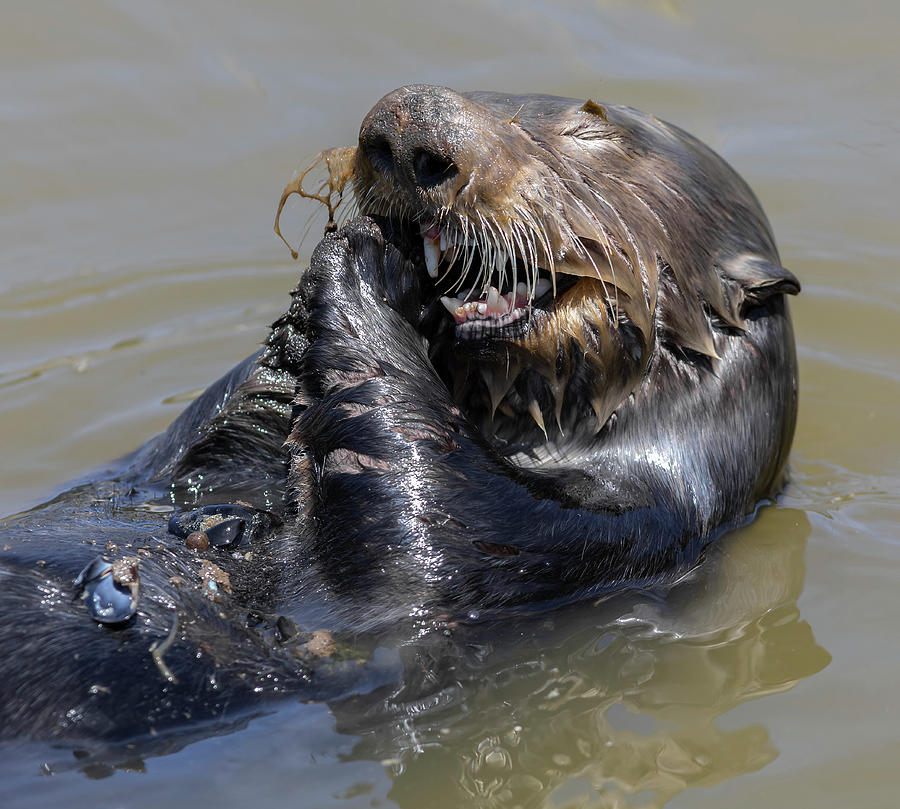 Otter Eating Clams Photograph by Lisa Malecki