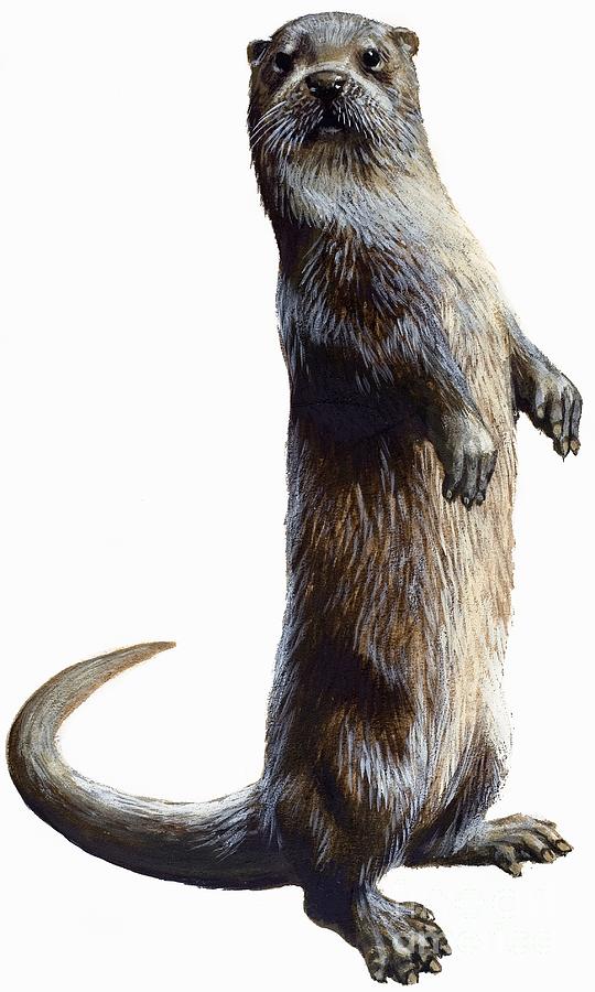 Otter Painting by English School