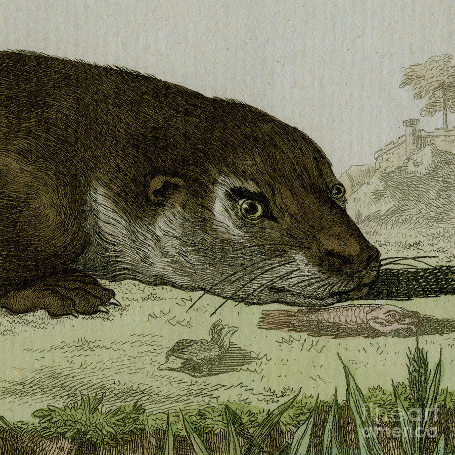 Otter eyes next meal - scan of original 1780 coloured engraving by De