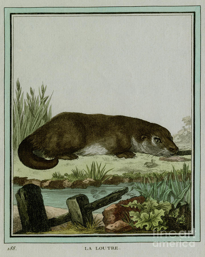 Otter or La Loutre, drawn in 1700s for French naturalist, Comte de ...