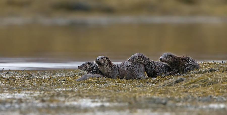 Otter Family At Dusk Photograph by Pete Walkden