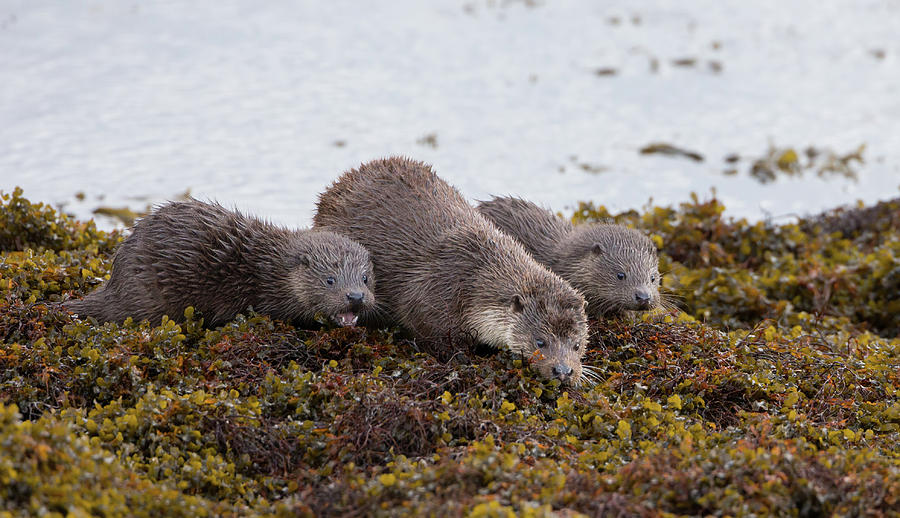 Otter Family Fishing Photograph by Pete Walkden