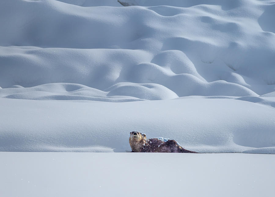 Yellowstone National Park Photograph - Otter In Snow by Siyu And Wei Photography