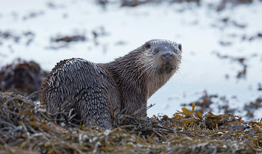 Otter Looks Back Photograph by Pete Walkden