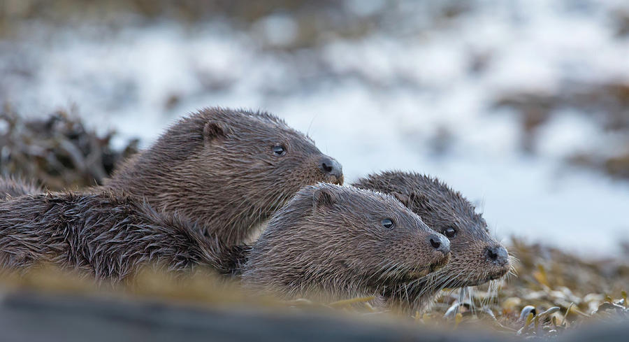 Otter Mother With Two Cubs Photograph by Pete Walkden