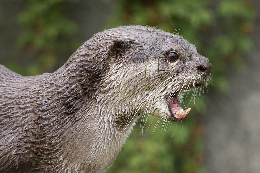 Otter Photograph by Nigel R Bell