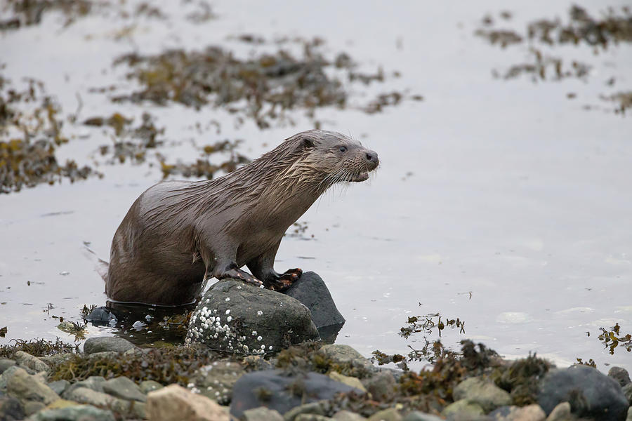Otter On Rocks Photograph by Pete Walkden