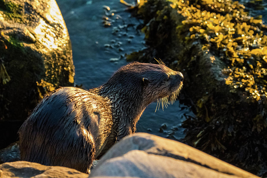 Otter on the rocks Photograph by Michelle Pennell