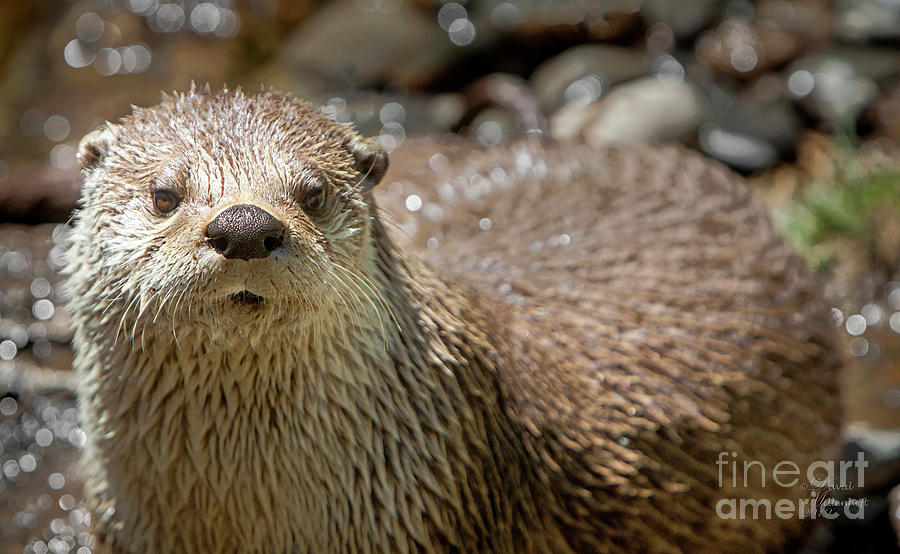 Otter Art Cute Photograph by David Millenheft