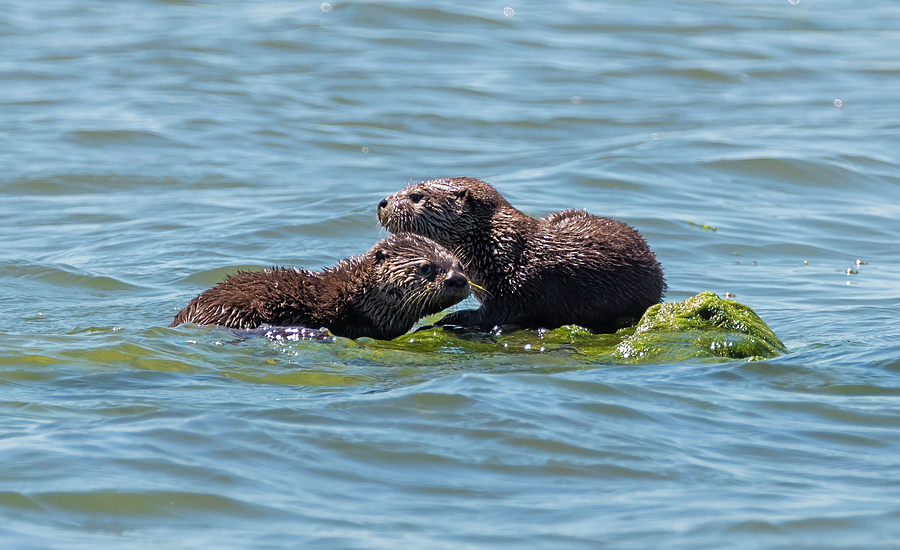 Otter Pups Photograph - Otter Pups by Loree Johnson
