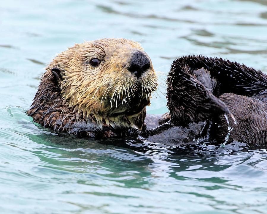 Otter The look Photograph by Karen Geswein - Fine Art America